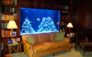 elegant Aquarium interior Design