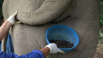 elephant coffee