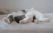 funny sleeping cats 3