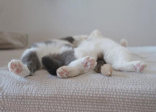 funny sleeping cats 3