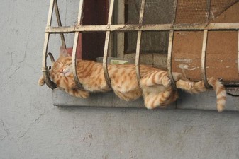 funny sleeping cats 7
