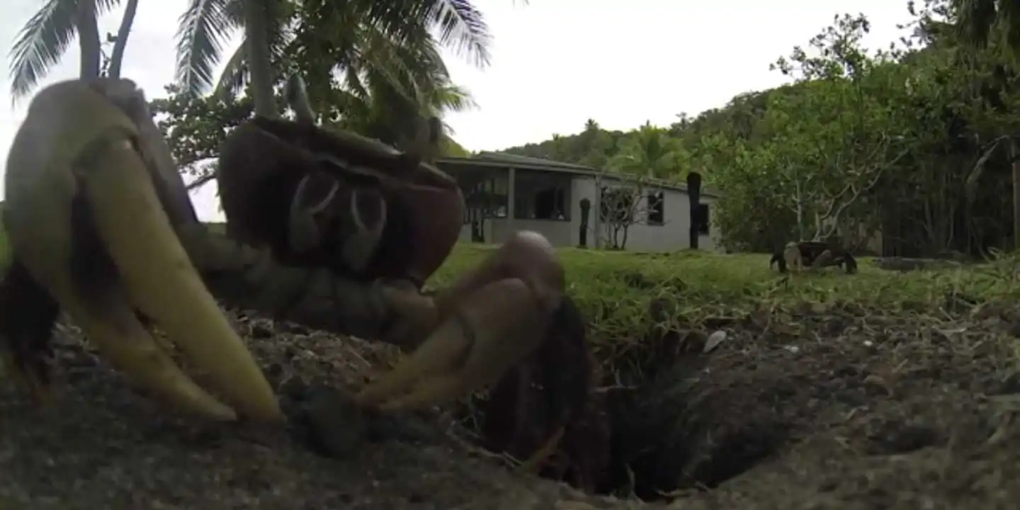 heres-what-happens-when-a-crab-steals-a-gopro-camera-and-takes-it-down-its-nest