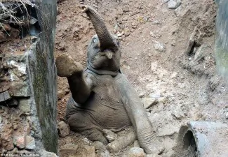 baby elephant ditch 01