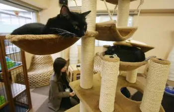 cat cafe giappone