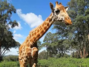 giraffa 11xin2 400x300