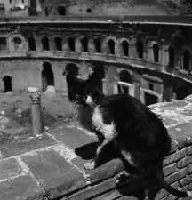 roma e i gatti