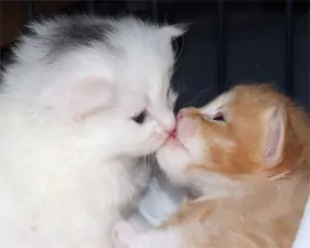 the kitten kiss