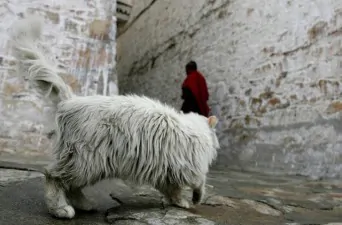 tibet i gatti sul tetto del mondo
