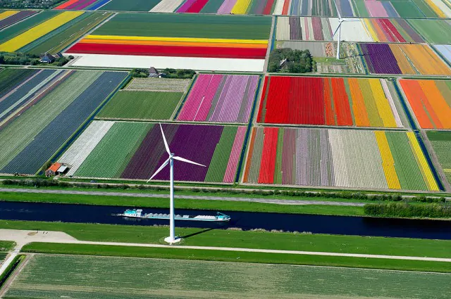 11-Tulip-Fields-The-Netherlands