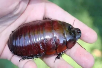 16 Rhinoceros Cockroach tn