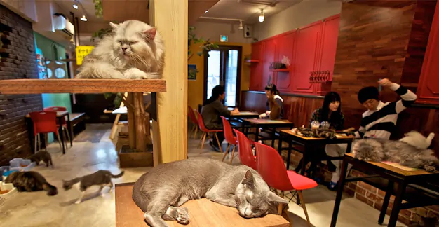 2-cat-cafe