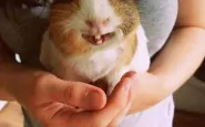 cute smiling animals 12