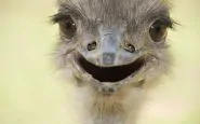 cute smiling animals 15