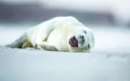 cute smiling animals 16