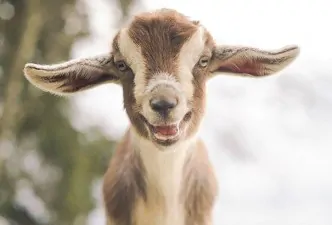 cute smiling animals 4