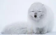 cute smiling animals 7