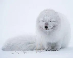 cute smiling animals 7