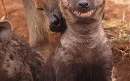 cute smiling animals 9