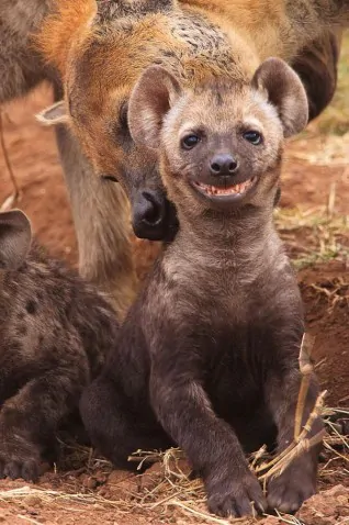 cute smiling animals 9