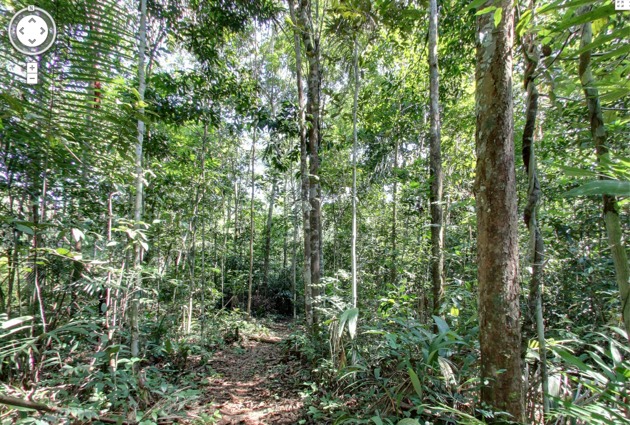 foresta-amazzonica