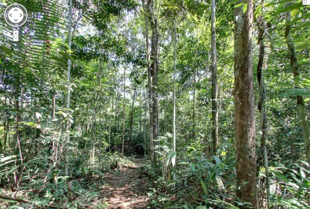 foresta-amazzonica