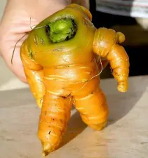 funny shaped vegetables fruits 2