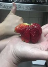 funny shaped vegetables fruits 31