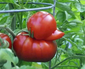 funny shaped vegetables fruits 4