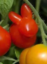 funny shaped vegetables fruits 7
