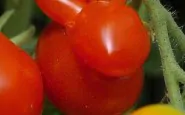funny shaped vegetables fruits 7