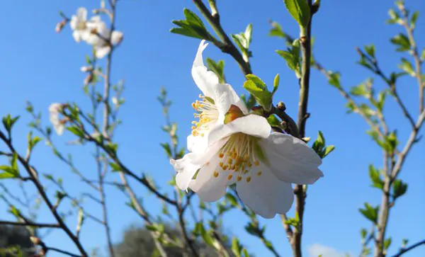 primavera-2013-sardegna