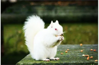 scoiattolo albino