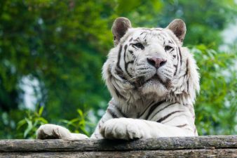 tigre bianca