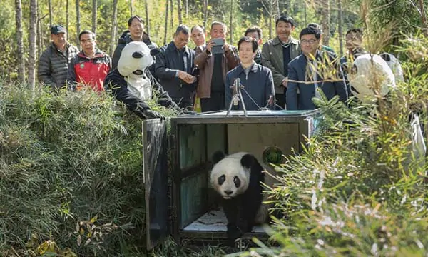 China panda release into Wild