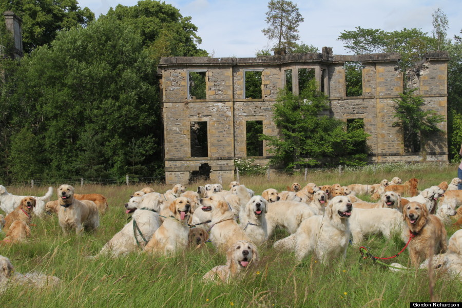 Il più grande festival dei Golden Retriever in Scozia