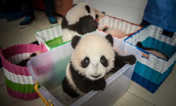 China Pandas