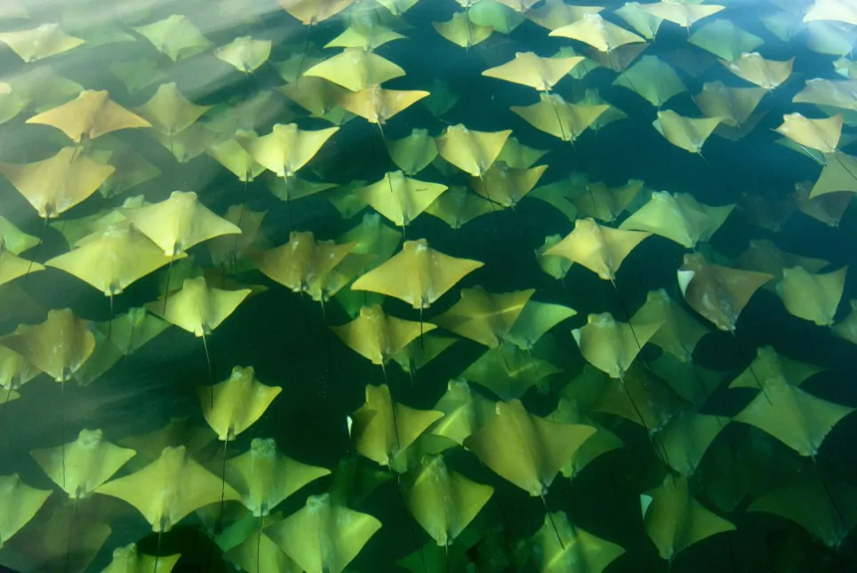 AMATEUR PHOTOGRAPHER CAPTURES INCREDIBLE PICTURES OF MIGRATING RAYS
