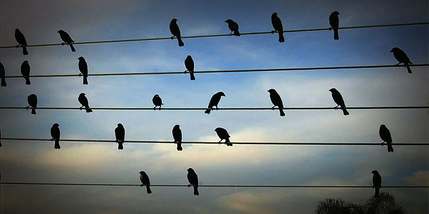 birds on the wires musical composition jarbas agnelli 3  880