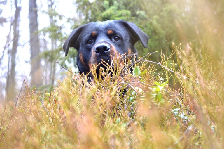 cani