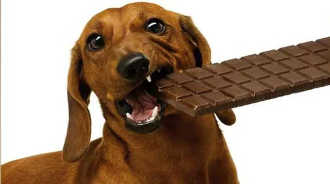 cani-e-cioccolata