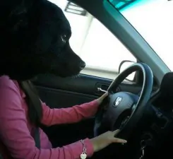 right angle dog drive car