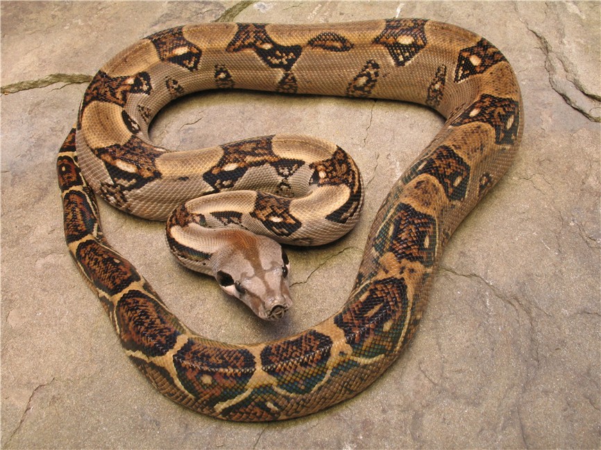 boa-1