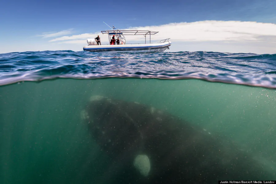WHALE UNDER A BOAT