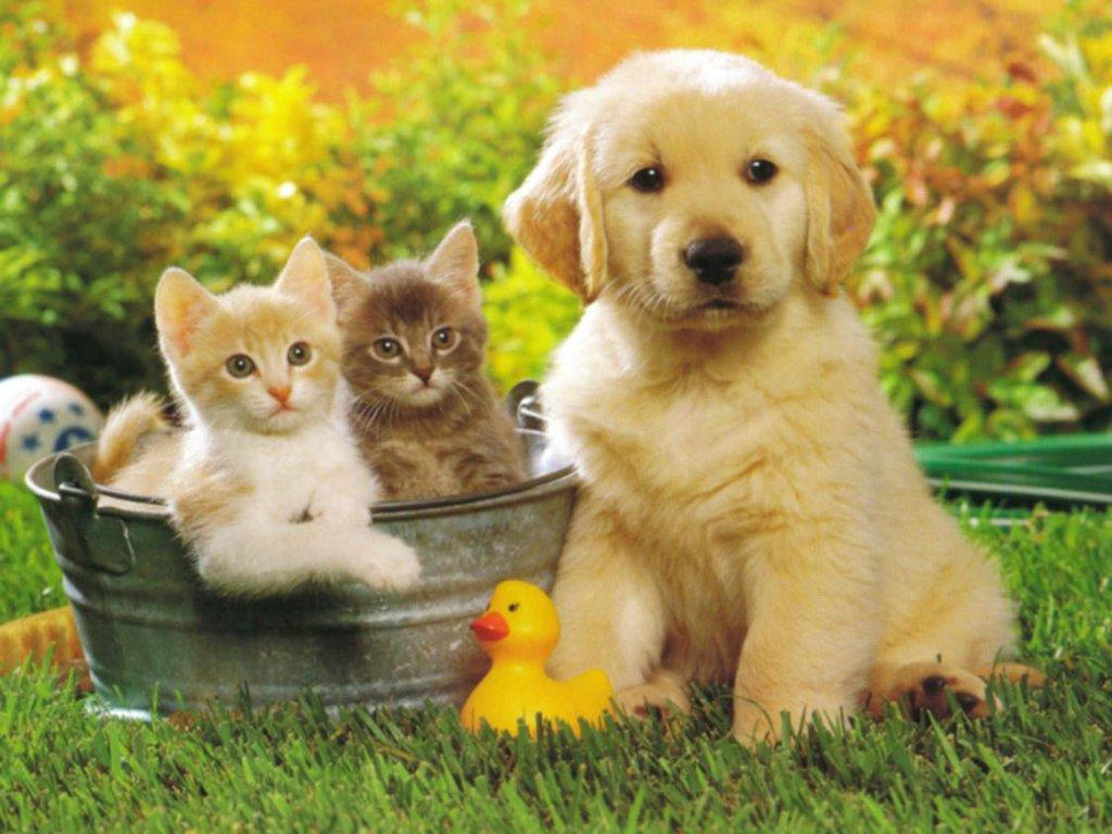 hotel-con-cane