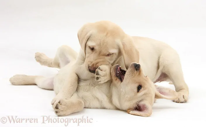 Yellow Labrador Retriever puppies, 9 weeks old, play-fighting