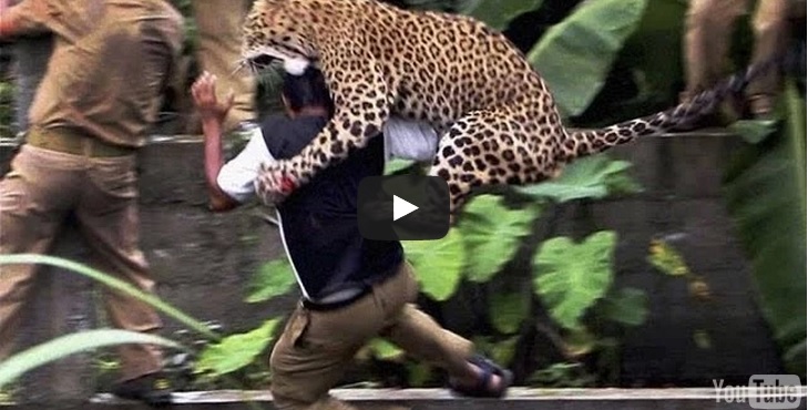 leopardo attacca