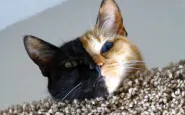 two faced chimera cat venus 14