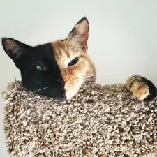 two faced chimera cat venus 3
