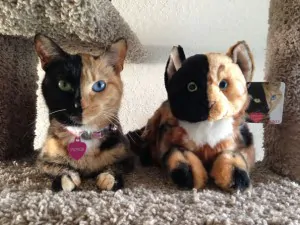 two faced chimera cat venus 6