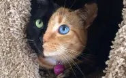 two faced chimera cat venus 60